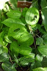 Image result for Pyrenacantha