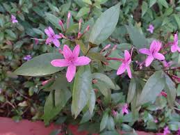 Image result for Eranthemum laxiflorum