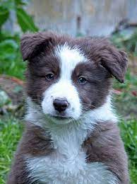 Border Collie Puppies Border Collie Puppies Collie Puppies Puppies