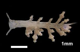 Image result for Subularia monticola