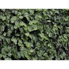 Image result for Hymenophyllum tunbridgense
