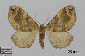 Image result for Pelurga comitata