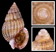 Image result for Tricalysia sp. E