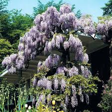 Wisteria frutescens 'amethyst falls' is a daintier better behaved version of the chinese wisteria. Blauregen Amethyst Falls Online Kaufen Bei Gartner Potschke