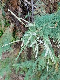 Image result for Suaeda monoica