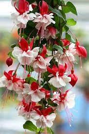 Pics Hut Flora Beautiful Flowers Amazing Flowers Flower Garden