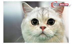 ruyada kedi gormek