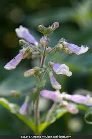 Image result for Sclerochiton hirsutus