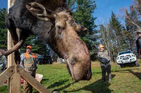 As Maine's winters shorten, tiny ticks threaten state's mighty moose |  Reuters