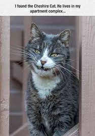 Top 10 Lijstjes Cats And Kittens Cat Memes Cute Cats