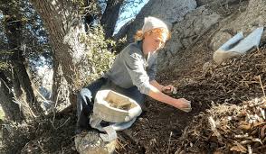 Image result for Dark Forest Green 1986 Fleet