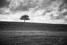 Black And White Nature Photography Print Minimalist Tree Art Etsy Photography Wall Art Photography Prints Art Fine Art Landscape Photography