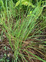 Image result for Scleria melanotricha