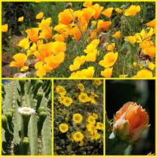 Depending upon the type of cacti the flowers range from small and rather common to very large and spectacular. Arizona Spring Wildflowers 6 Best Places To Around Scottsdale