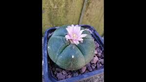 Ep. 217 - The Plight Of Peyote — In Defense Of Plants