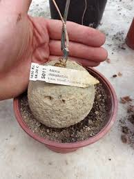 Image result for Adenia stenodactyla