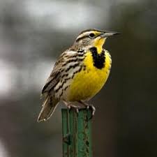 Montana state bird coloring page aug 23, 2015. Montanakids State Bird Western Meadowlark