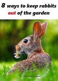 Others use corn cobs soaked in vinegar to repel rabbits and to keep stray cats out of your yard. 8 Tips To Keep Rabbits Out Of Your Garden Feathers In The Woods