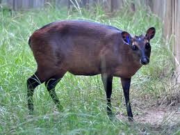 Image result for Cephalophis