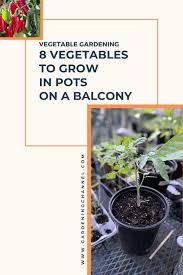 Allow larger more established plants to (just) dry out between watering. 8 Vegetables You Can Grow In Pots On A Balcony Gardening Channel