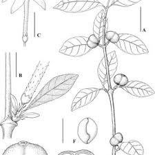 Image result for Belonophora coffeoides
