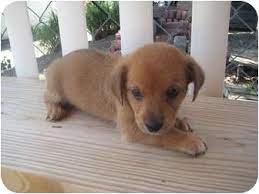 The quality of food that you are feeding is going to directly dictate how much you will be feeding your pup. Greensboro Nc Corgi Meet Richie A Pet For Adoption
