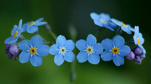 Maybe you would like to learn more about one of these? Light Blue Flower Wallpaper For Android Apk Download