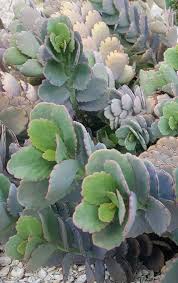 Scalloped Leaves Of All Different Colors Depending On The Light Can Take Full Sun And Severe Drought Great Landscape Projects How To Grow Taller Succulents
