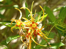 Image result for Strophanthus speciosus