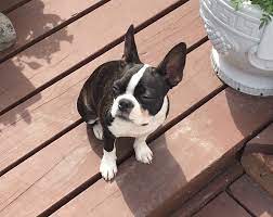 Do Boston Terriers Get Along With Other Dogs Best Companion Dogs Jubilant Pups