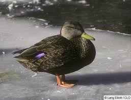 American Black Duck Duck Pictures Duck Identification Duck