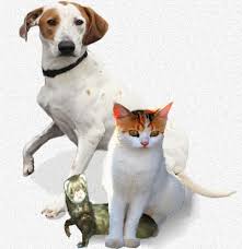 Cats have a high tolerance to pain so she. Why Is My Dog Or Cat Limping