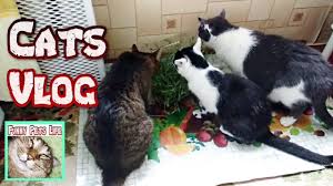 pin na doske cat vlogs