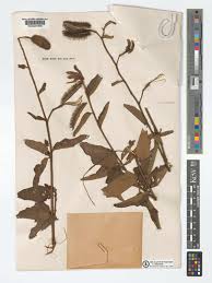 Image result for Clappertonia ficifolia