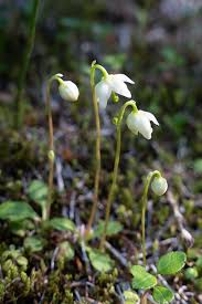 Image result for Pearsonia uniflora