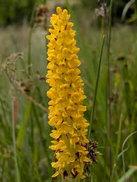 Image result for Disa baurii