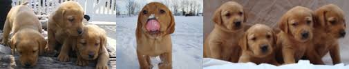 Pictures of parents are posted on this page! Fox Red Labradors Labrador Retriever