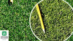 Warm Season Grass Seashore Paspalum Stover Seed Company Grass Seed Warm Season Grass Seed Company
