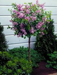 Gorgeous 40 Cute Flower For Small Spring Garden Http Decorhead Com 2019 02 11 40 Cute Flower For Smal Dwarf Trees For Landscaping Lilac Tree Dwarf Lilac Tree