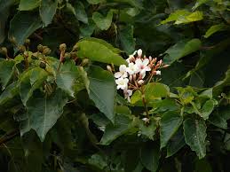 Image result for Vernicia