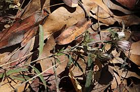 Image result for Dicoma anomala