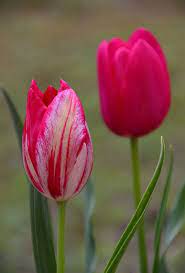 Tulips By Eva Sule Photo 194494641 500px Amazing Flowers Tulip Flower Pictures Yellow Flowers Painting