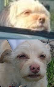 Fresno Lost/Found Pets, and Rescue Network