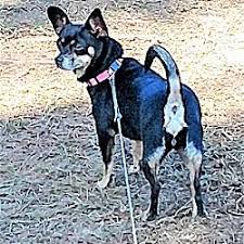 Available Pets At A Forever Home Animal Rescue Inc In Tavares Florida Animal Rescue Animals Pets