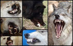 Texas Wolfdog Project Teeth