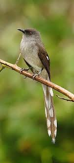 Bird Sounds Birds Singing Mp3 Download Pin On Wild Birds