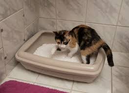 Why Does My Cat Have Diarrhea Diarrhea Sudden In Cats Cat Diarrhea Diarrhea In Dogs Diarrhea