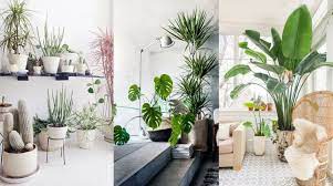 Crosofmi plantas artificiales grande decorativas monstera palmera artificial modernos hogar decoracion salon dormitorio con balcón hawaiana fiesta tropical decorativas(2 pack) 4,3 de 5 estrellas 27 66,99 € 66,99 € Plantas De Interior En Decoracion Tipos Y Consejos Para Casa