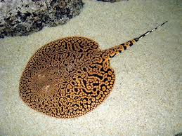 Lookit That Stingray Lookit Him Omg Murderous Tails Have Never Been So Cuddle Inducing Seriously Flip T Beautiful Sea Creatures Bizarre Animals Sea Animals