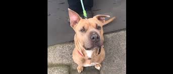 See the best fairgrounds indianapolis apartments for walking, biking, commuting and public transit. Adopt A Pet Akela Fox40